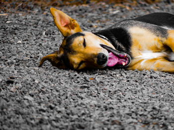 Close-up of a dog lying on street