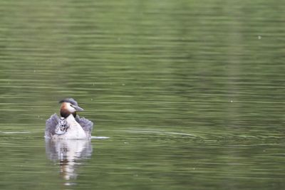 Great crested grebe with chick in its feathers