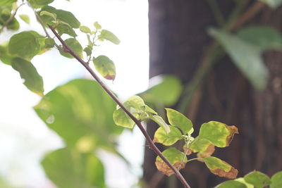 Close-up of green leaves on branch