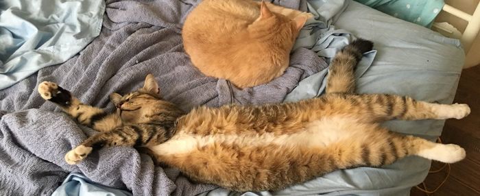 High angle view of cat sleeping on bed