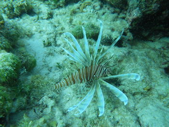 High angle view of fish underwater