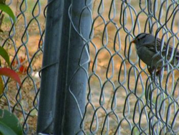 Close-up of bird in cage