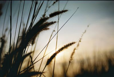 Close-up of silhouette timothy grass growing on field against sky during sunset