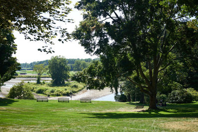 Trees on grassy field