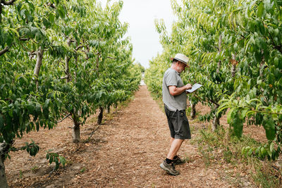 Side view of aged man in casual clothes and hat checking data on tablet standing near peach tree during work on farm on summer day