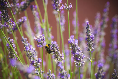 Close-up of purple flowering plants on field