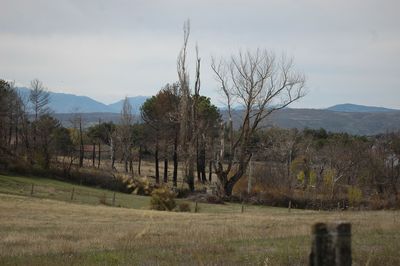 Bare trees on field against sky