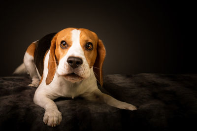 Irritated beagle dog on bed barking demands a treat for posing for photo. studio shoot 