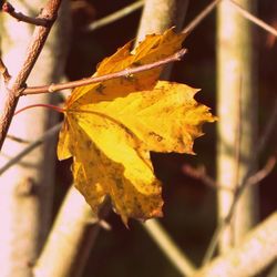 Close-up of dry maple leaves