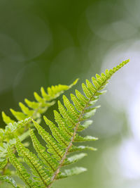 Close-up of fern