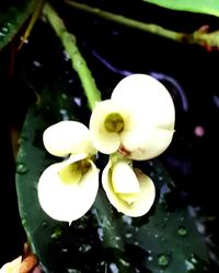 Close-up of flowers blooming outdoors