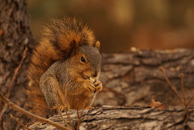 Close-up of squirrel on tree