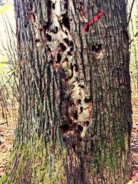 Full frame shot of tree trunk