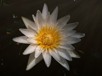 Close-up of white flower blooming at night