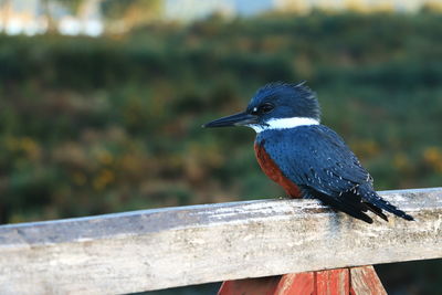 Close-up of bird perching on wood