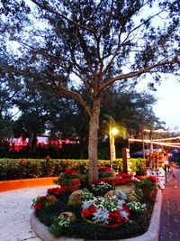 View of flowering plants in park