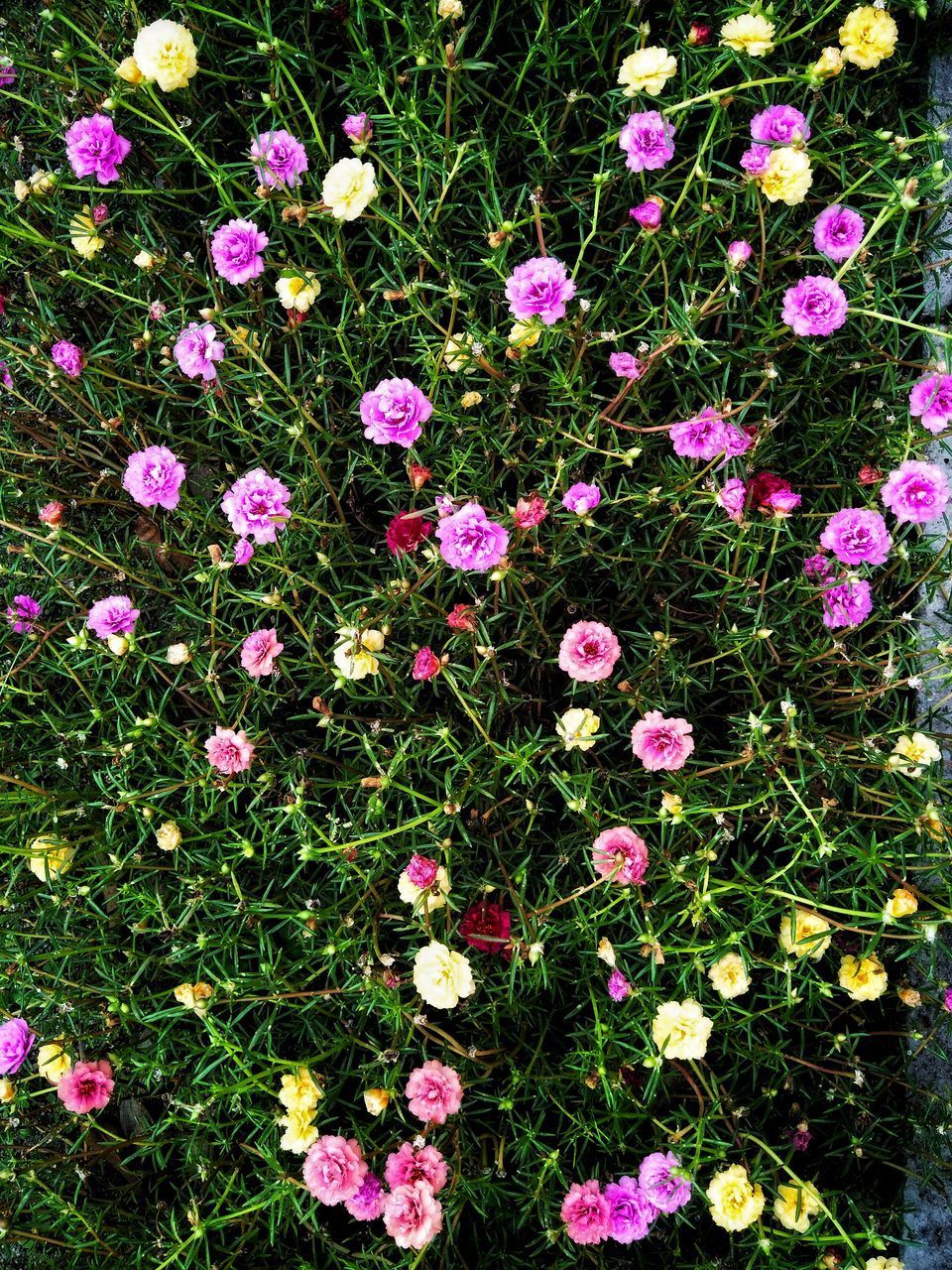 HIGH ANGLE VIEW OF PINK FLOWERS ON FIELD