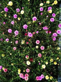 High angle view of pink flowering plants on field