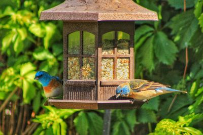 Birds on feeder against plants