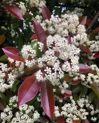 Close-up of pink flowers blooming on tree