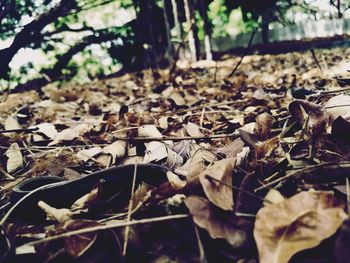 Close-up of dried leaves on field