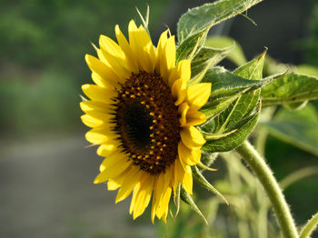 Close-up of sunflower