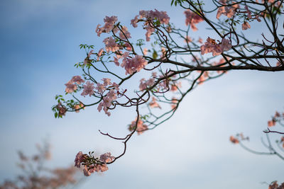 Low angle view of cherry tree against sky