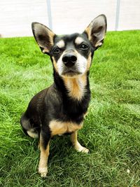 Portrait of dog on field