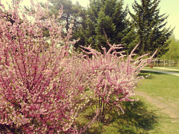 Flower trees growing outdoors