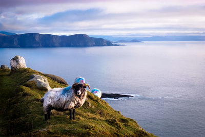Sheep on sea shore against sky