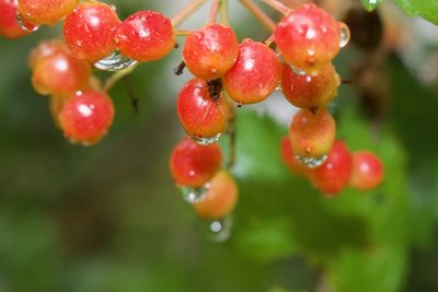 Close-up of wet cherries on plant