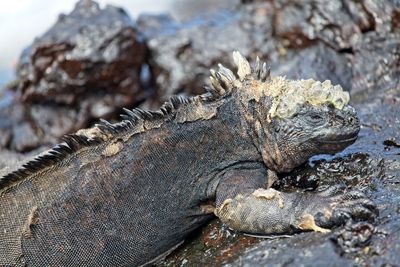 Side on portrait of marine iguana amblyrhynchus cristã tus in galapagos islands, ecuador.