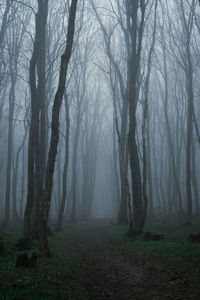 Bare trees in forest