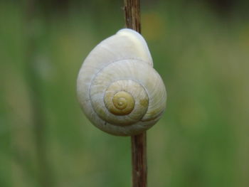 Close-up of snail on plant