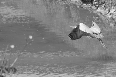 Bird flying over lake