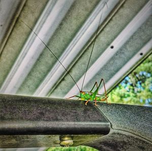 Close-up of insect