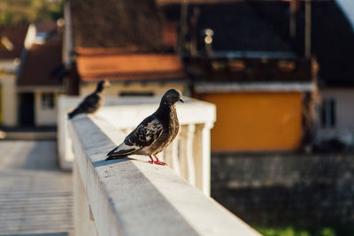 Pigeons perching on a wall