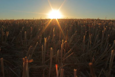 Sun shining through trees