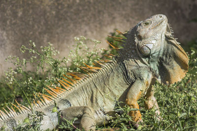 Close-up of a lizard on a field