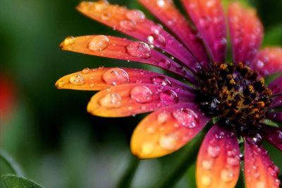 Close-up of wet pink flower