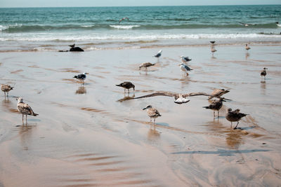 Flock of seagulls on beach