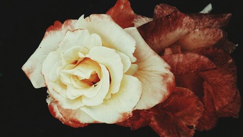 Close-up of roses against black background