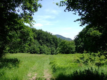 Trees on field against sky