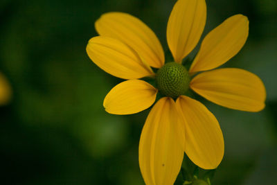 Close-up of yellow flowering plant