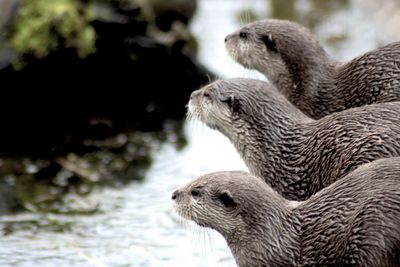 Close-up of frog in water