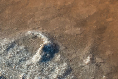 High angle view of starfish on beach