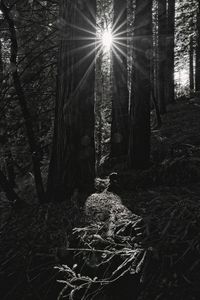 Sunlight streaming through trees in forest