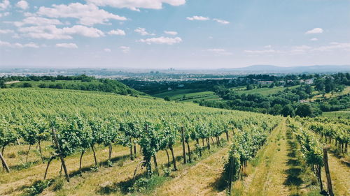 Scenic view of vineyard against sky