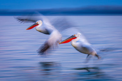 Birds in lake