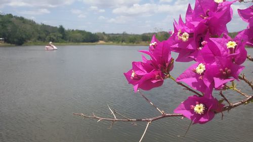 Close-up of pink flowers on tree by lake against sky